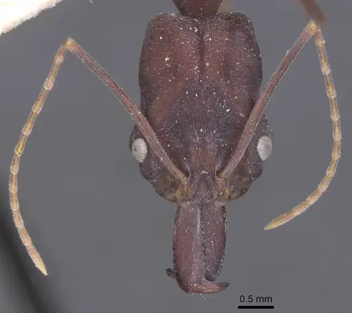 Odontomachus cephalotes specimen CASENT0915241 image casent0915241_2