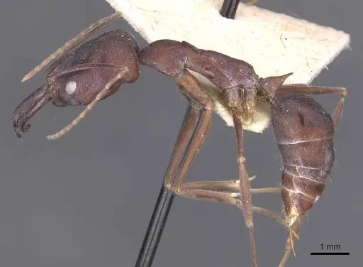 Odontomachus cephalotes specimen CASENT0915241 image casent0915241_3