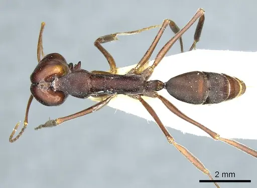 Odontomachus cephalotes specimen CASENT0915897 image casent0915897_1