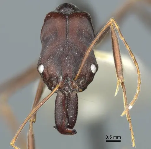 Odontomachus cephalotes specimen CASENT0915897 image casent0915897_2