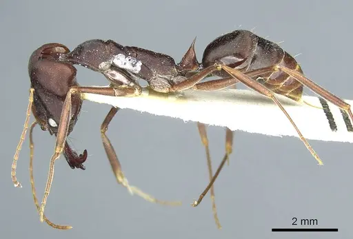 Odontomachus cephalotes specimen CASENT0915897 image casent0915897_3