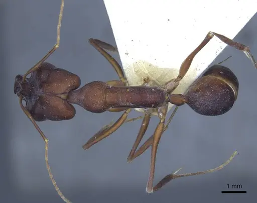 Odontomachus cephalotes specimen CASENT0916850 image casent0916850_1