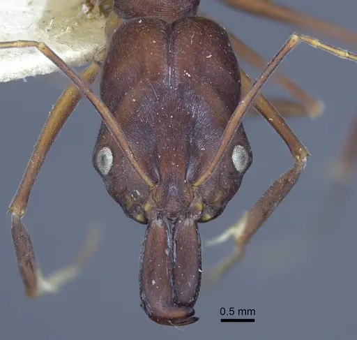 Odontomachus cephalotes specimen CASENT0916850 image casent0916850_2