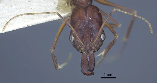 Odontomachus cephalotes specimen CASENT0916850 image casent0916850_3