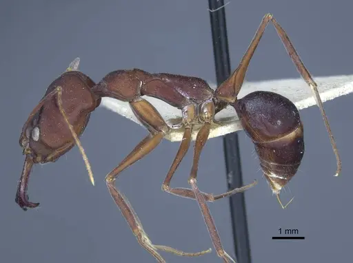 Odontomachus cephalotes specimen CASENT0916850 image casent0916850_4