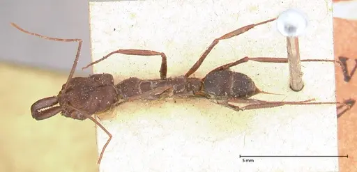 Odontomachus cephalotes specimen FOCOL0582 image focol0582_1