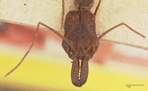 Odontomachus cephalotes specimen FOCOL0582 image focol0582_2