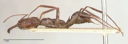 Odontomachus cephalotes specimen FOCOL0582 image focol0582_3