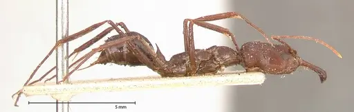 Odontomachus cephalotes specimen FOCOL0582 image focol0582_4