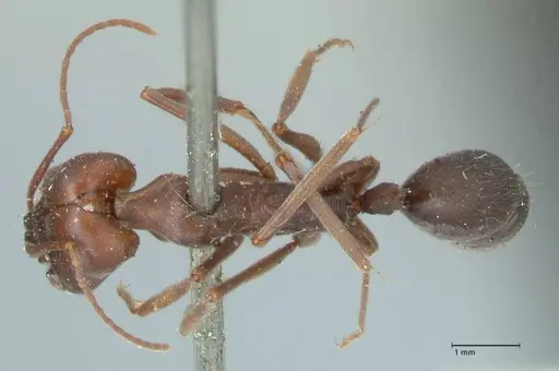 Odontomachus cephalotes specimen FOCOL1071 image focol1071_1