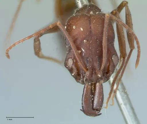 Odontomachus cephalotes specimen FOCOL1071 image focol1071_2