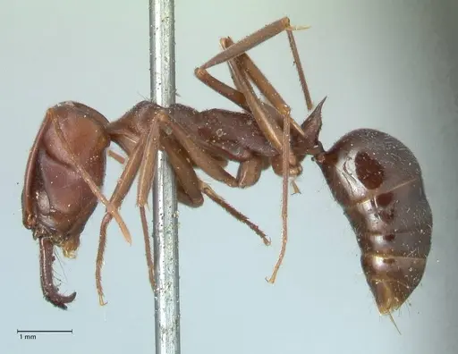 Odontomachus cephalotes specimen FOCOL1071 image focol1071_3