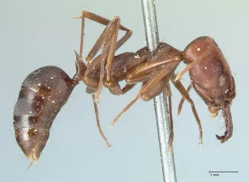Odontomachus cephalotes specimen FOCOL1071 image focol1071_4