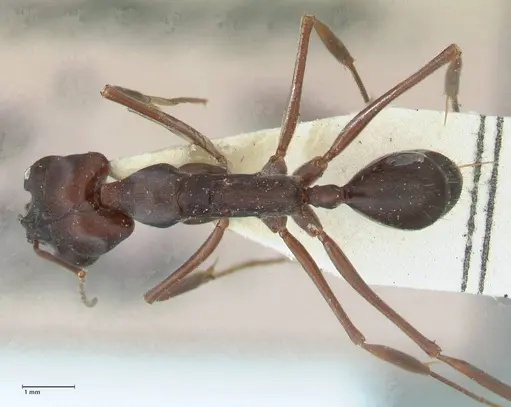 Odontomachus cephalotes specimen FOCOL1075 image focol1075_1