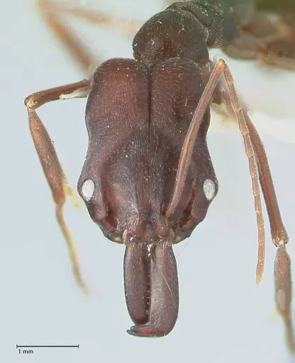 Odontomachus cephalotes specimen FOCOL1075 image focol1075_2