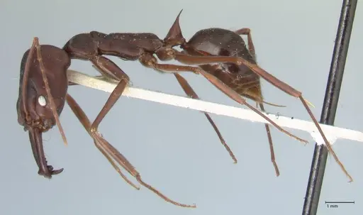Odontomachus cephalotes specimen FOCOL1075 image focol1075_3