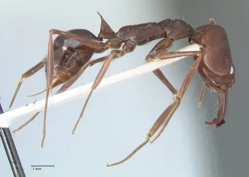 Odontomachus cephalotes specimen FOCOL1075 image focol1075_4