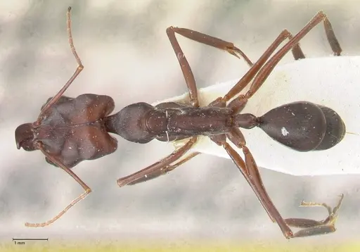 Odontomachus cephalotes specimen FOCOL1076 image focol1076_1