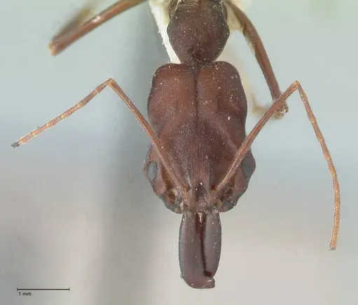 Odontomachus cephalotes specimen FOCOL1076 image focol1076_2