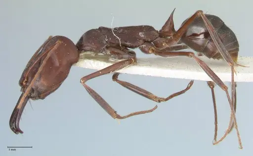 Odontomachus cephalotes specimen FOCOL1076 image focol1076_3