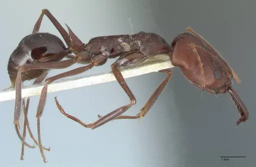 Odontomachus cephalotes specimen FOCOL1076 image focol1076_4
