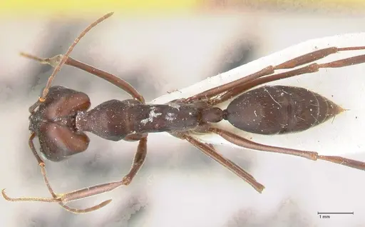 Odontomachus cephalotes specimen FOCOL1077 image focol1077_1
