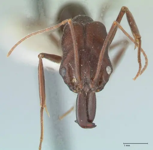 Odontomachus cephalotes specimen FOCOL1077 image focol1077_2