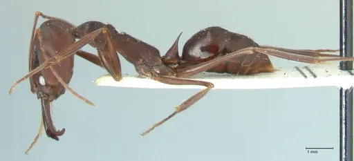Odontomachus cephalotes specimen FOCOL1077 image focol1077_3