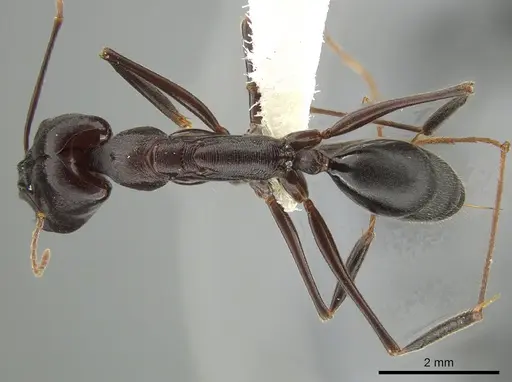 Odontomachus cephalotes specimen JTLC000006857 image jtlc000006857_1