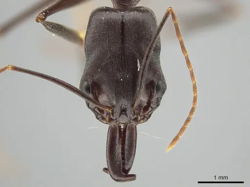 Odontomachus cephalotes specimen JTLC000006857 image jtlc000006857_2
