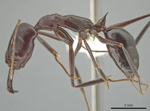 Odontomachus cephalotes specimen JTLC000006857 image jtlc000006857_3