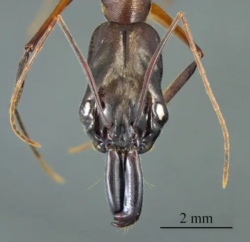 Odontomachus chelifer specimen ANTWEB1041409 image antweb1041409_1