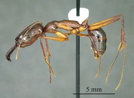 Odontomachus chelifer specimen ANTWEB1041409 image antweb1041409_2