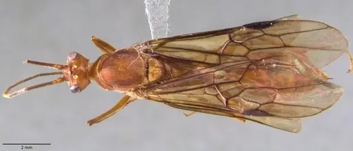 Odontomachus chelifer specimen ANTWEB1060016 image antweb1060016_1