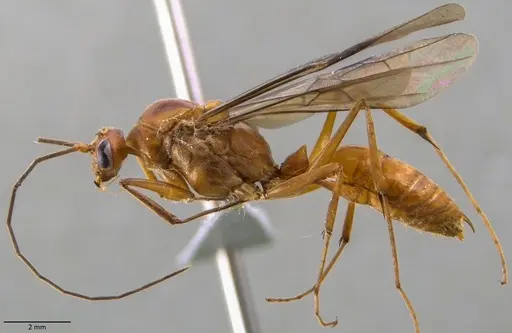 Odontomachus chelifer specimen ANTWEB1060016 image antweb1060016_3