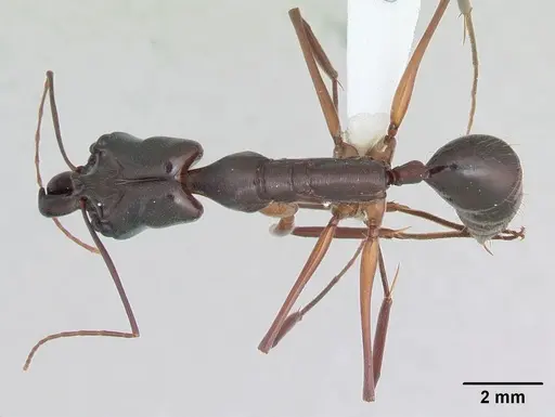 Odontomachus chelifer specimen CASENT0173536 image casent0173536_1