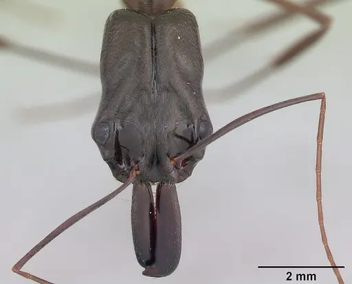 Odontomachus chelifer specimen CASENT0173536 image casent0173536_2