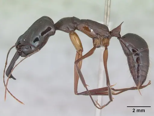 Odontomachus chelifer specimen CASENT0173536 image casent0173536_3