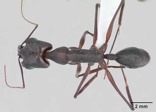Odontomachus chelifer specimen CASENT0178692 image casent0178692_1