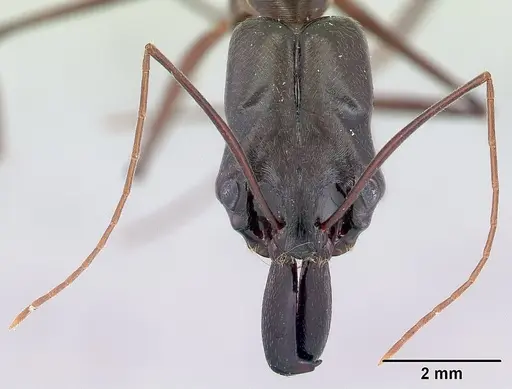 Odontomachus chelifer specimen CASENT0178692 image casent0178692_2