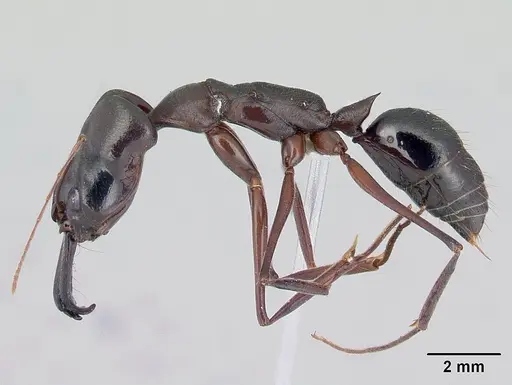 Odontomachus chelifer specimen CASENT0178692 image casent0178692_3