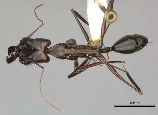 Odontomachus chelifer specimen CASENT0270602 image casent0270602_1
