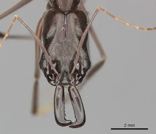 Odontomachus chelifer specimen CASENT0270602 image casent0270602_2