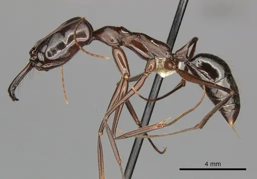 Odontomachus chelifer specimen CASENT0270602 image casent0270602_3
