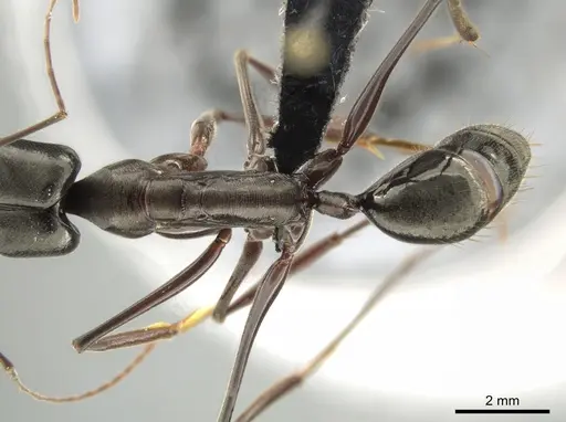 Odontomachus chelifer specimen CASENT0649084 image casent0649084_1