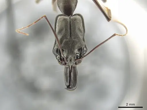 Odontomachus chelifer specimen CASENT0649084 image casent0649084_2