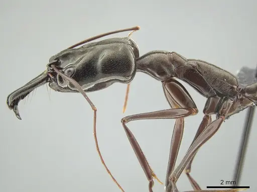 Odontomachus chelifer specimen CASENT0649084 image casent0649084_3