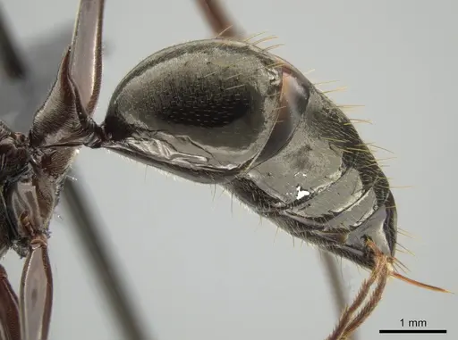 Odontomachus chelifer specimen CASENT0649084 image casent0649084_4