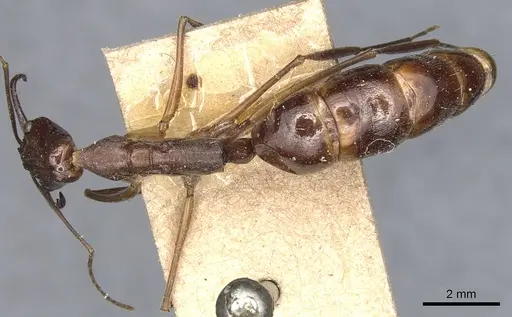 Odontomachus chelifer specimen CASENT0904002 image casent0904002_1
