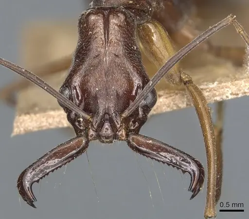 Odontomachus chelifer specimen CASENT0904002 image casent0904002_2
